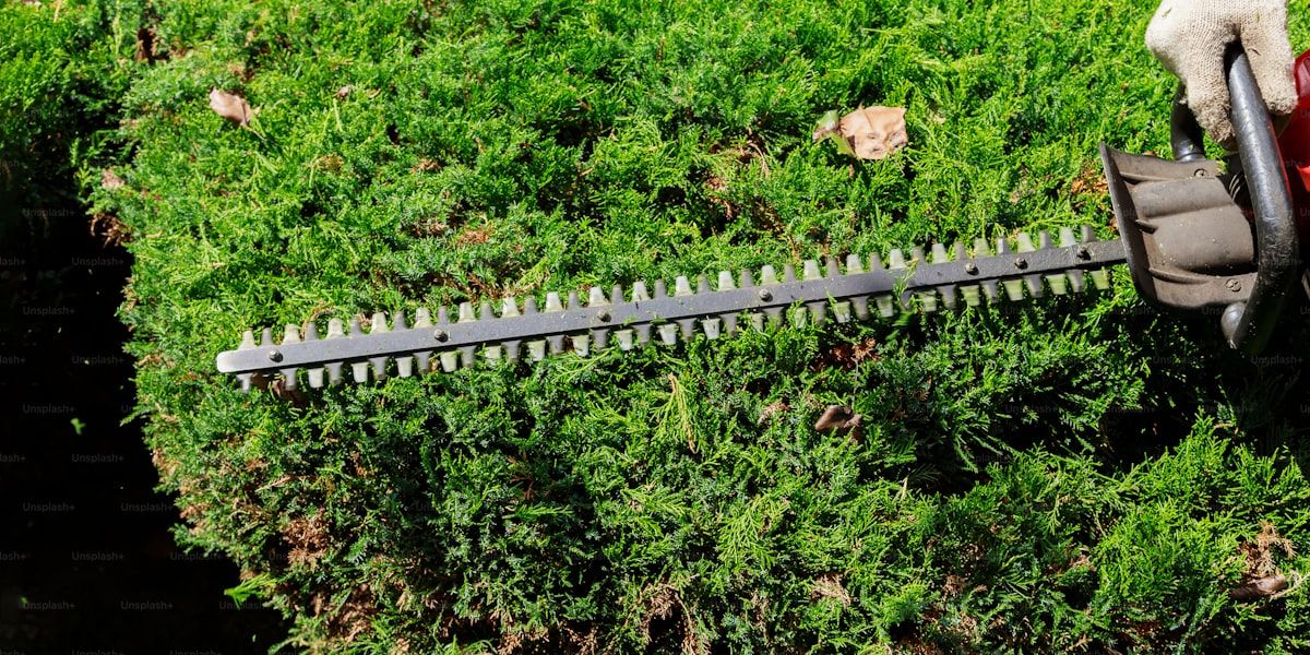 Hedge Trimming