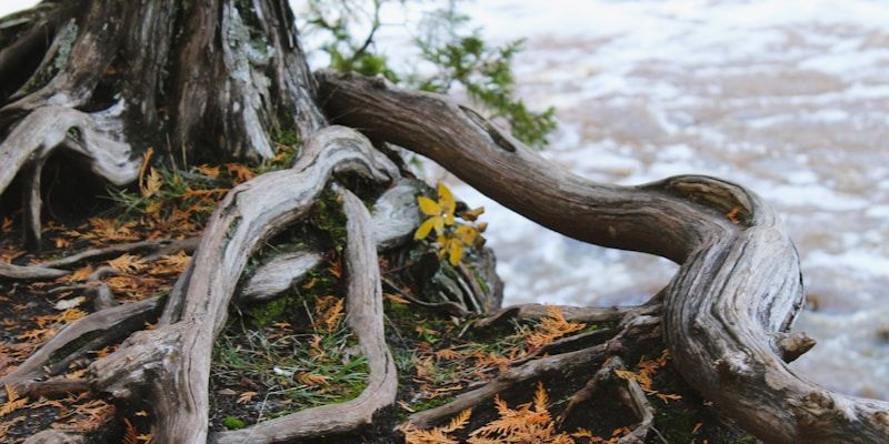 A fallen tree with exposed roots after a storm