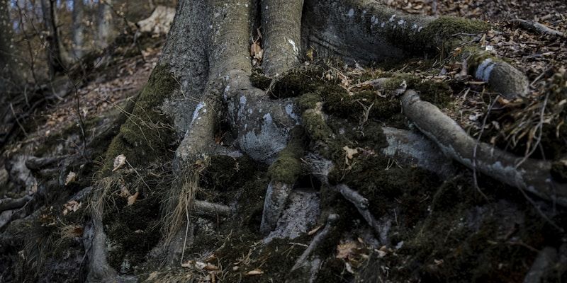 Fungal growth at the base of a tree trunk, a sign of internal decay