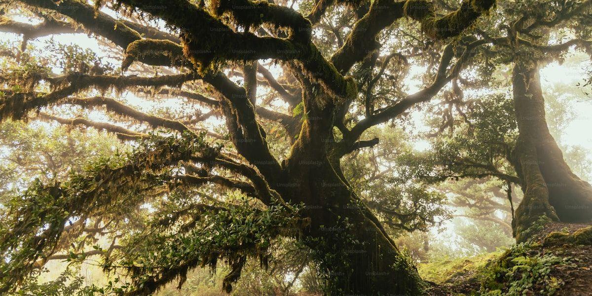 Do I Need Permission to Cut Down a Tree in My Garden?