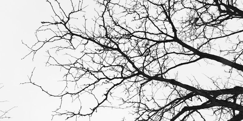 Arborist working high in a tree canopy using climbing and rigging techniques