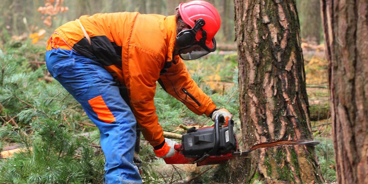 Tree Removal