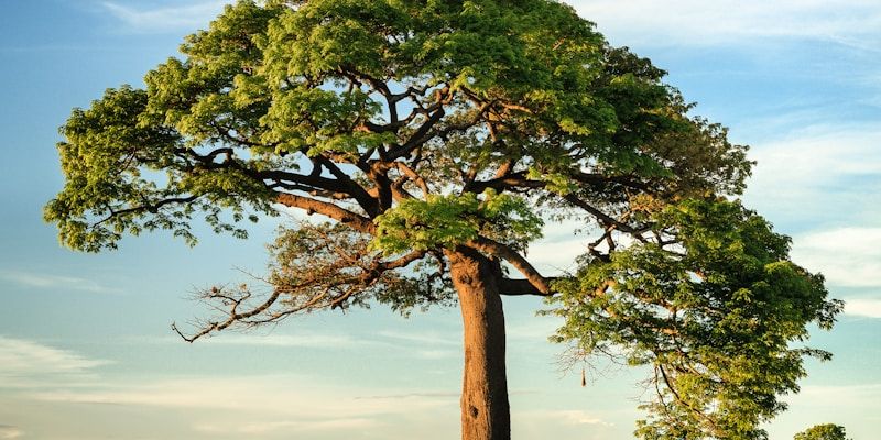 Mature oak tree in a conservation area, protected by a Tree Preservation Order