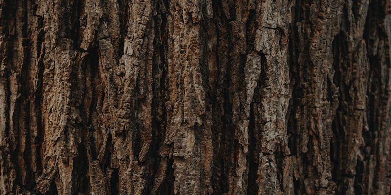 Close view of tree bark showing a vertical crack in the trunk